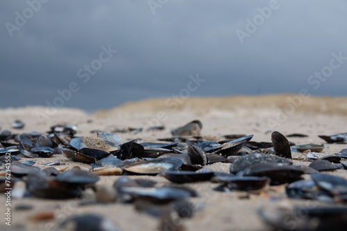 Muschelbank - angespülte Miesmuscheln am Nordsee Strand
