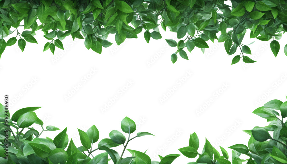 green leaves frame isolated on transparent background cutout