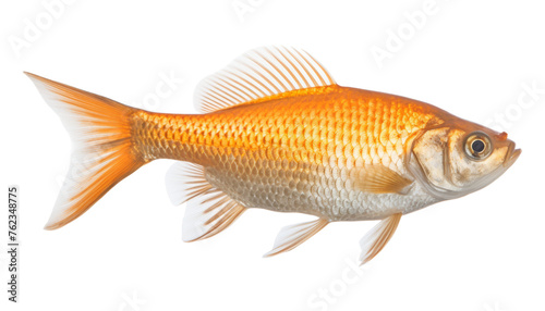 gold fish isolated on transparent background cutout
