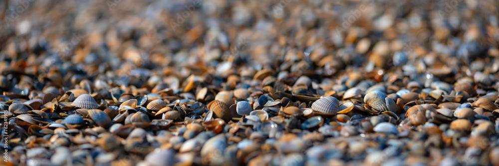 Panoramic beach background pattern with hundreds of colorful sea shells lying on the sand at low tide. Mussels, fragments of shells and sand in natural reserve and national park “Wattenmeer“ Germany. - obrazy, fototapety, plakaty 