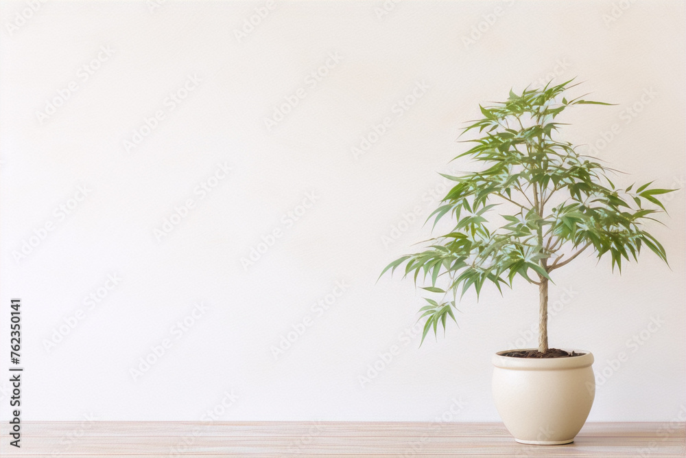 Fototapeta premium Small plant in a cream pot against a white wall. 