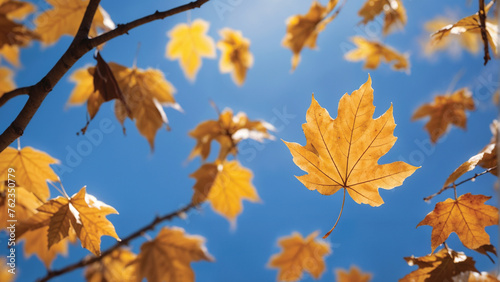 golden leaf falling from a tree branch  swirling gracefully in the autumn breeze against a backdrop of a clear blue sky