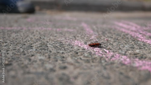 a small red beetle crawls on the asphalt on a sunny day. Nicrophorus beetle, Nicrophorus beetle runs along the road. shooting from the bottom point photo