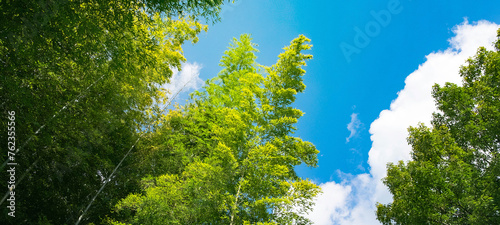 Fototapeta Naklejka Na Ścianę i Meble -  Sunny meadow with green grass blue sky and fluffy clouds
