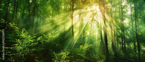 Sunbeams pierce the canopy of a lush forest, casting a mystical glow on the verdant undergrowth in a peaceful, natural sanctuary