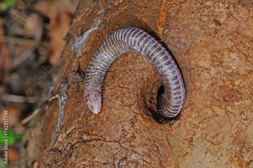 Canvastavla European blind snake in its natural habitat