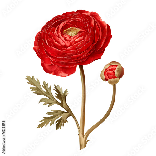 Isolated illustration of red ranunculus flower