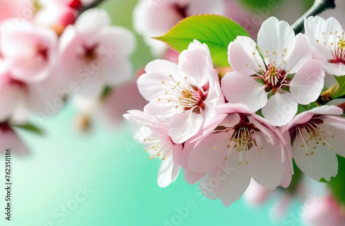 A branch of a cherry blossom in close-up.  Springtime background for banner  greeting card  invitation   Women s Day   Mother day   Valentine s Day  wedding. Composition with copy space. 