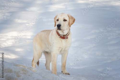 Young labrador observing winter grounds in the nature.
