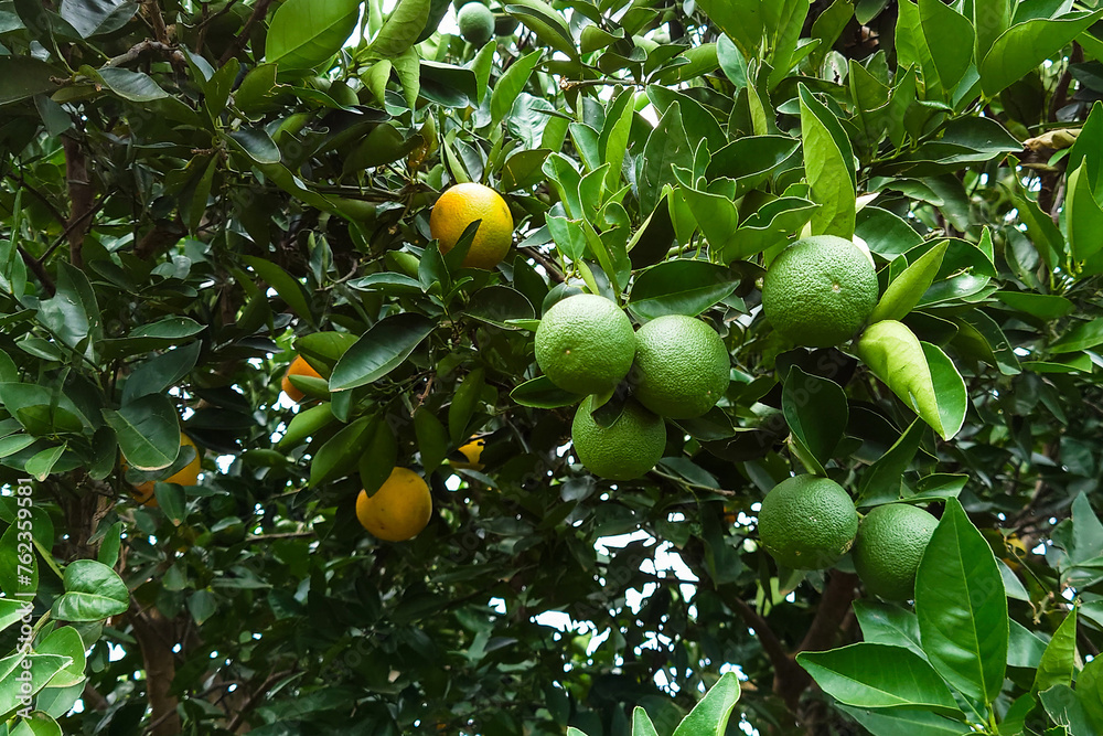 Orange tree