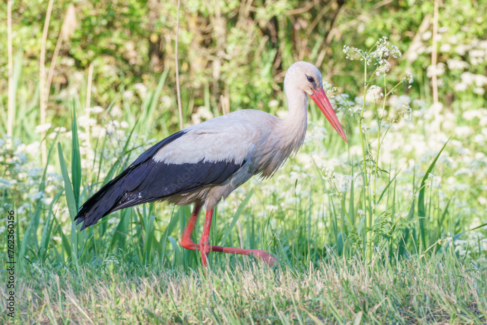 White stork (Ciconia ciconia) White stork (Ciconia ciconia)
