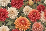 a Dahlia flowers with rain drops, top view wallpaper background.