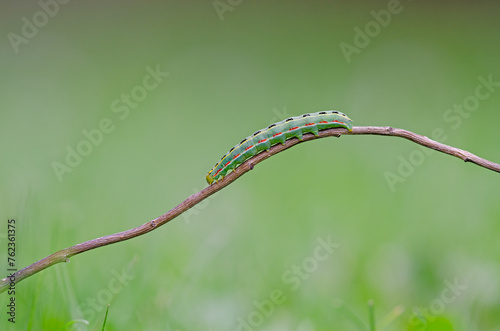 A green caterpillar moving on a twig. Valerian Sawfly, Macrophya albocincta. photo