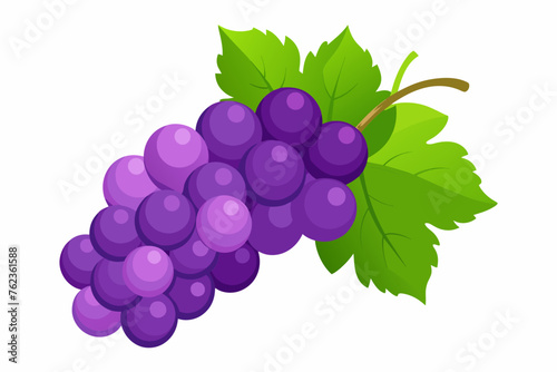 grape vector illustration