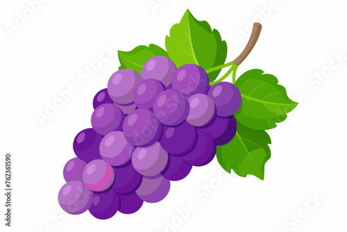 grape vector illustration