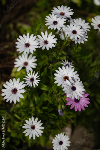 Magnifique gros plan de fleurs à pétales blancs avec une fleur à pétales violet rose.