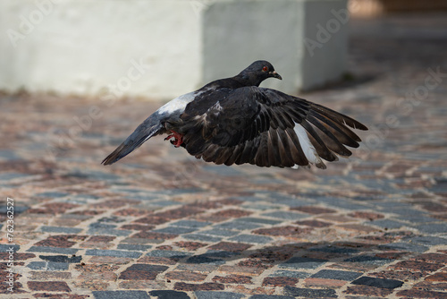Pigeons qui s'envolent au dessus des pavés au sol, bord de mer, été au Lavandou dans le Sud de la France.