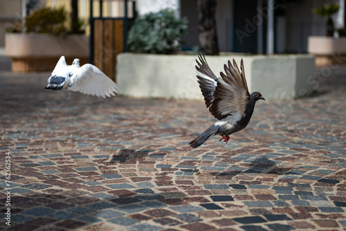 Pigeons qui s'envolent au dessus des pavés au sol, bord de mer, été au Lavandou dans le Sud de la France.