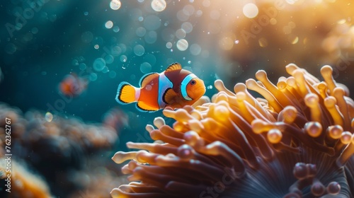Cute anemone fish playing on the coral reef © SAHURI