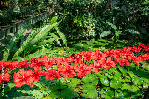 The garden of exhibition hall of Entopia Penang Malaysia, filled with life butterflies, insects and reptiles. These red flowers provide the food to butterflies in the garden.   photo