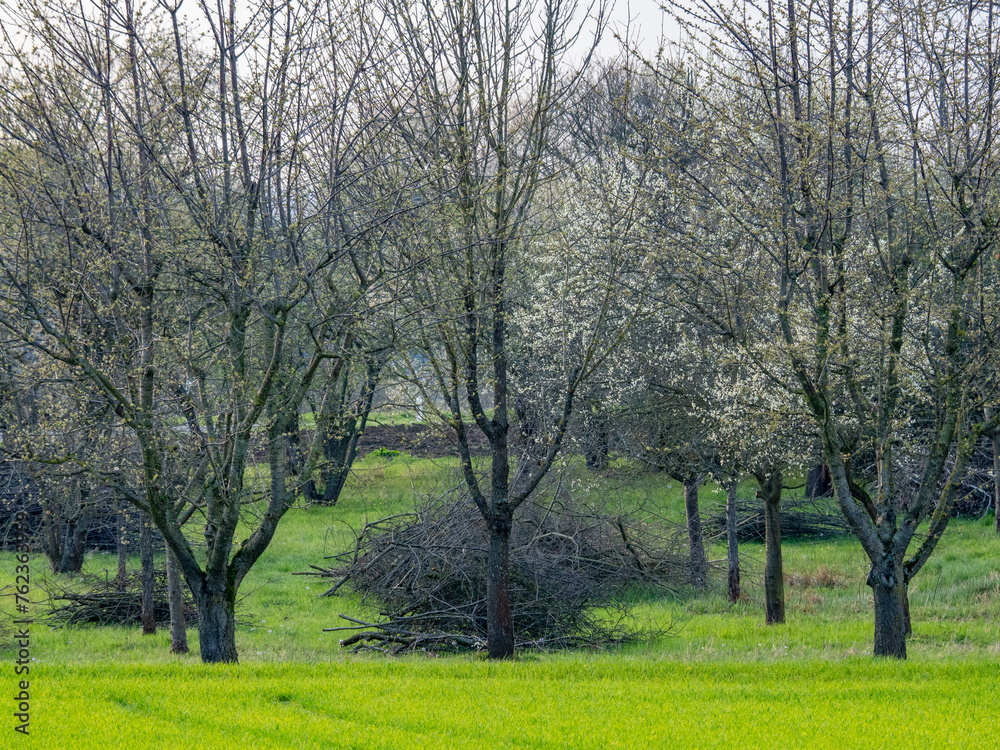 Frisch geschnittene Obstbäume im Frühjahr Frisch geschnittene Obstbäume im Frühjahr