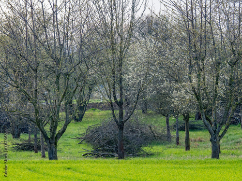 Frisch geschnittene Obstbäume im Frühjahr