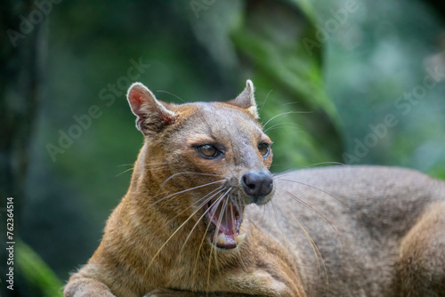 The fossa (Cryptoprocta ferox) is resting on the tree.  A cat-like,  the largest mammalian carnivore on the island of Madagascar. © Danny Ye
