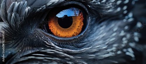 A closeup of a birds eye reveals bright orange eyelashes and electric blue iris. The intricate details showcase the beauty of wildlife science and the mysterious darkness within the eye © 2rogan