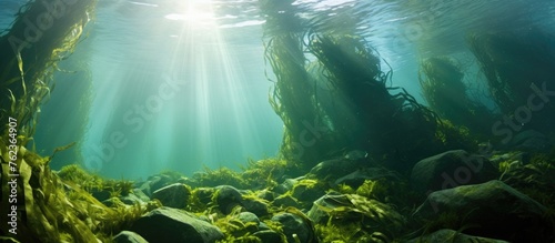Sunlight filters down through the water, illuminating the trees surrounded by seaweed in this underwater natural landscape, creating a beautiful marine biology scene