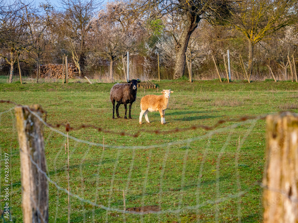 Obraz premium Kleine Herde Schafe auf der Weide