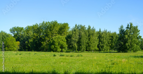 trees in the field. Large forest clearing in summer surrounded by mixed forest	