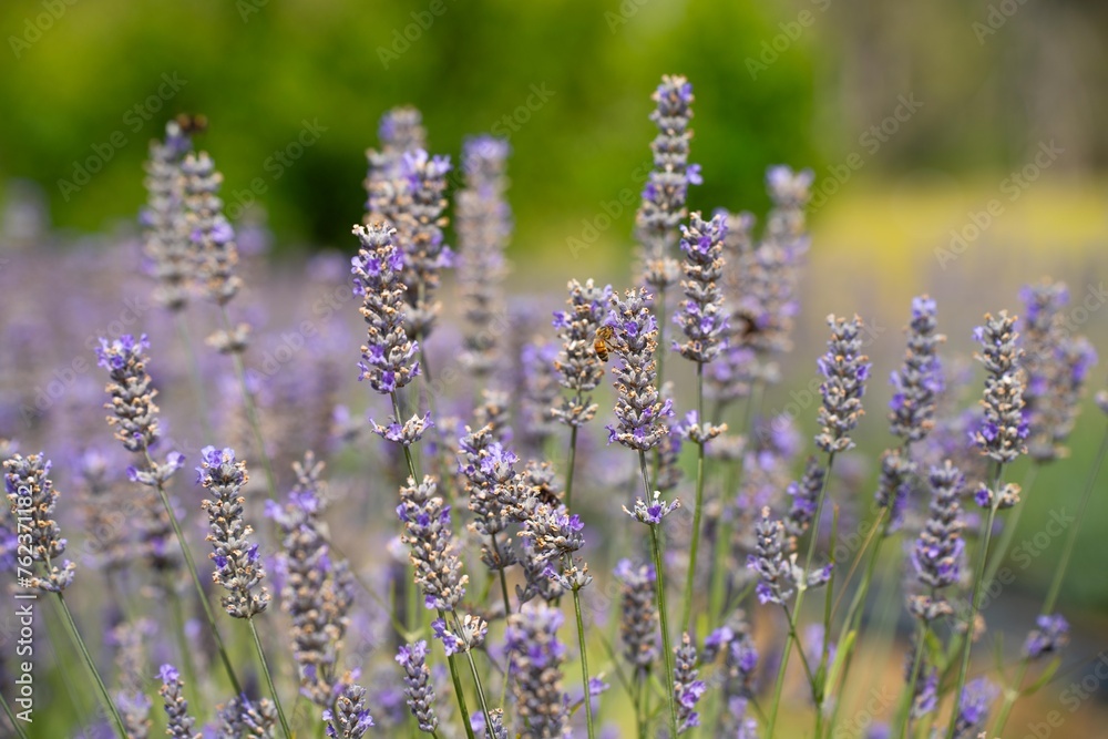 Growing a lavender cropin rows in a beautiful field. Purple lavender Growing a lavender cropin rows in a beautiful field. Purple lavender