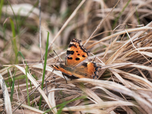 Large Tortoiseshell Butterfly Resting with its Wings Open