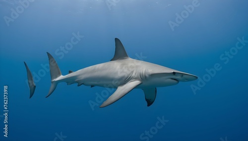 A Hammerhead Shark Patrolling The Edge Of A Drop O Upscaled 4