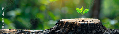 Depiction of a tree stump bringing forth life in the form of a vibrant resplendent plant