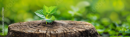 Depiction of a tree stump bringing forth life in the form of a vibrant resplendent plant photo