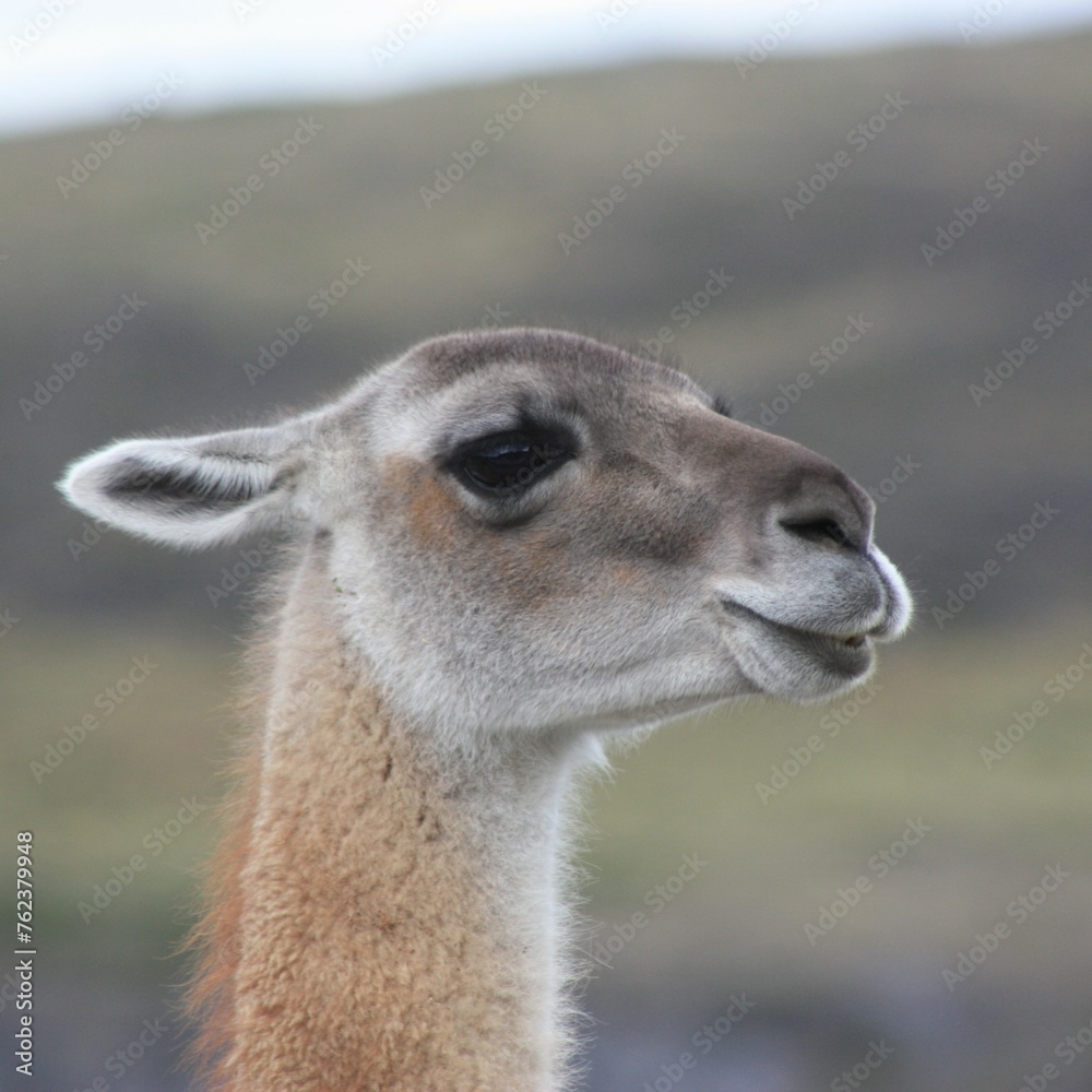 lama, guanaco