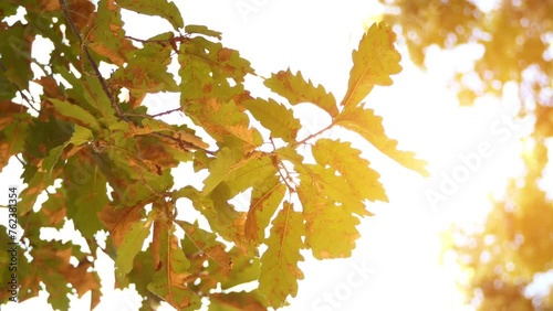 Quercus hartwissiana, the Strandzha oak, is species of oak, native to southeastern Bulgaria, northern Asia Minor along Black Sea, and Caucasus. It was described by Christian von Steven in 1857. photo