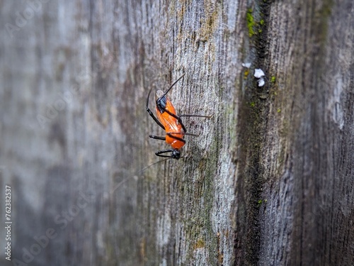 an insect perched on wood 