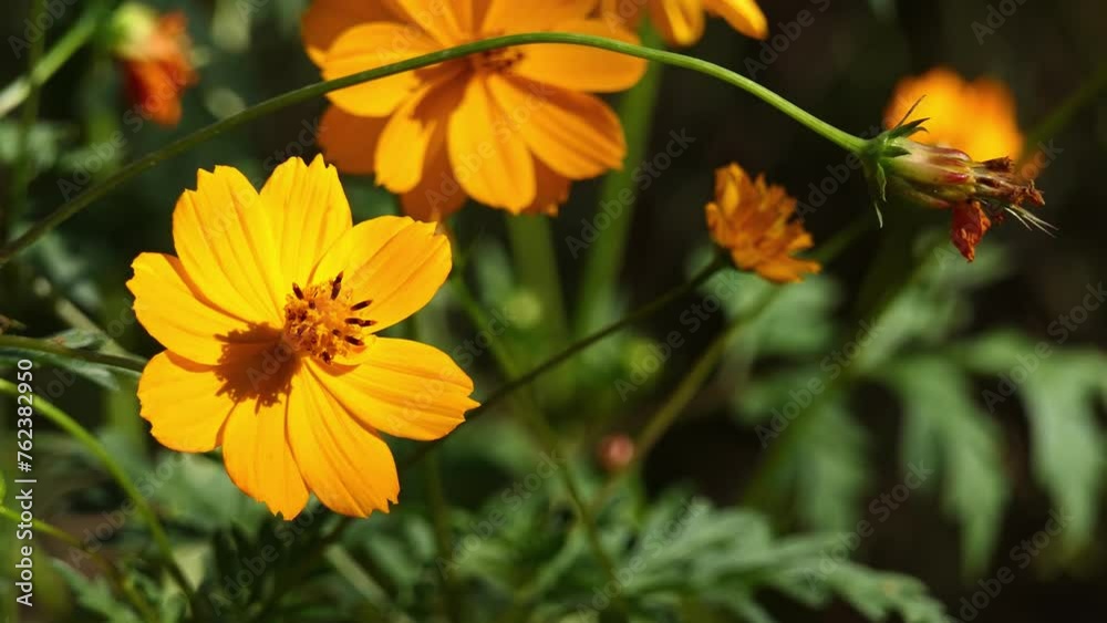 Cosmos sulphureus is also known as sulfur cosmos and yellow cosmos. It is native to Mexico, Central America, and northern South America, and naturalized in other parts of North and South America. Cosmos sulphureus is also known as sulfur cosmos and yellow cosmos. It is native to Mexico, Central America, and northern South America, and naturalized in other parts of North and South America.