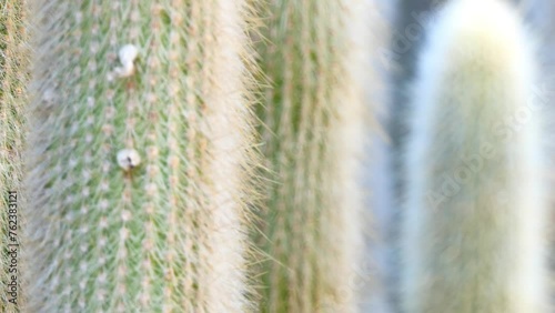 Cleistocactus hyalacanthus is a species of columnar cacti in the genus Cleistocactus. The name comes from the Greek kleistos meaning closed because the flowers hardly open. photo