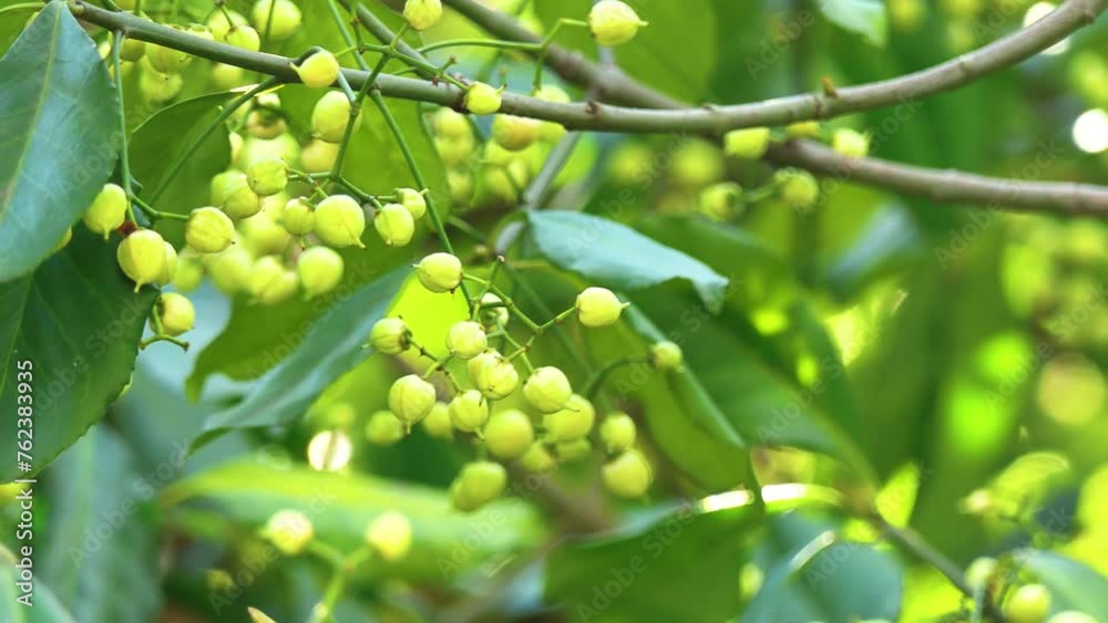 Euonymus japonicus (evergreen spindle or Japanese spindle) is flowering plant in family Celastraceae, native to Japan, Korea and China. Euonymus japonicus (evergreen spindle or Japanese spindle) is flowering plant in family Celastraceae, native to Japan, Korea and China.