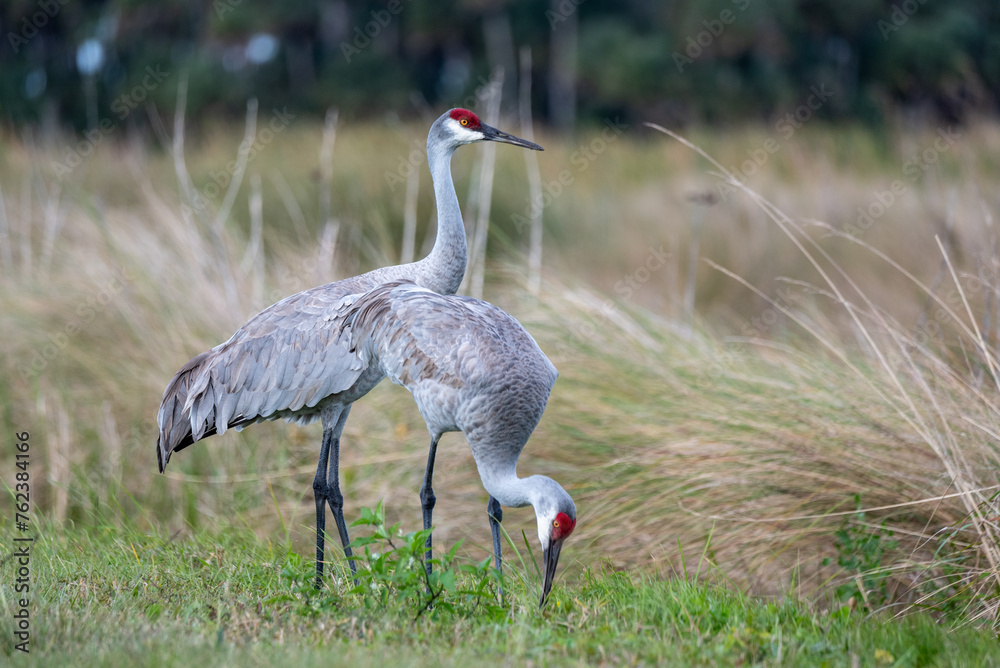 Fototapeta premium A Pair of Sandhill Cranes at Lake Woodruff NWR in De Leon Springs, Florida