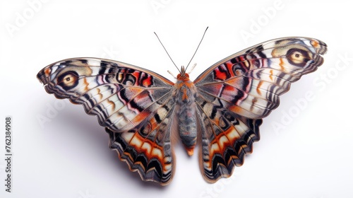 Large butterfly with open wings isolated on a white background