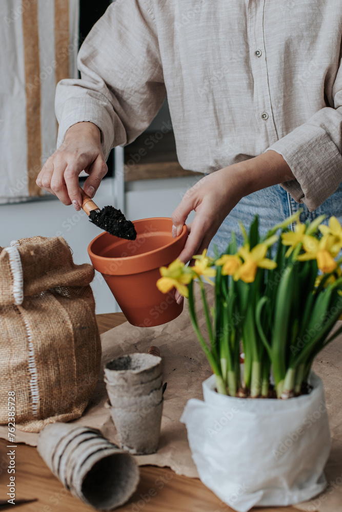 A woman in jeans and a light shirt collects soil in a ceramic pot for replanting daffodils on a paper-covered table in a bright kitchen. on the table are gardening tools, scissors, soil in a bag.