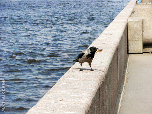 Crow is a fisherman. Crow with a fish caught in the river