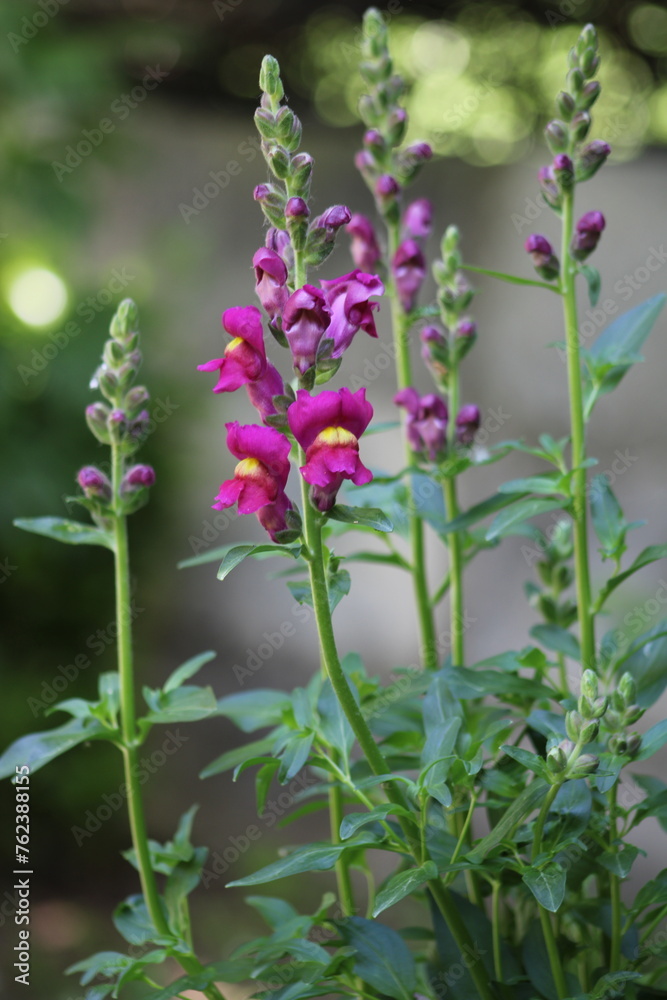 Antirrhinum is a genus of plants commonly known as dragon flowers Antirrhinum is a genus of plants commonly known as dragon flowers