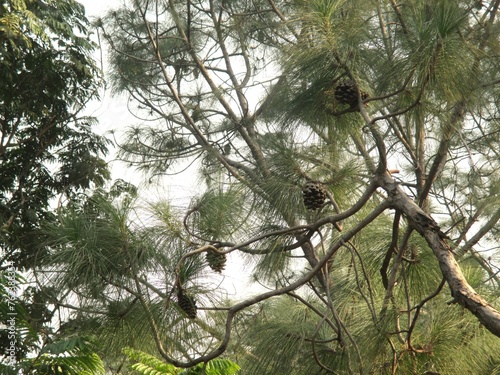 Pine tree (Pinus Roxburgii) in Buddha Park, Delhi India photo