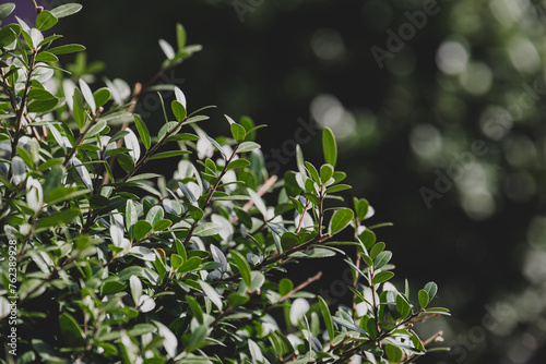 Selective focus of small tiny green leaves in the garden, Bushes of Lonicera ligustrina plant, A species of honeysuckle, Semi evergreen or deciduous shrub approximately, Natural greenery background. photo