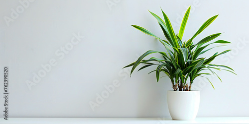 A low-maintenance indoor plant that purifies the air   advertising style  copy space